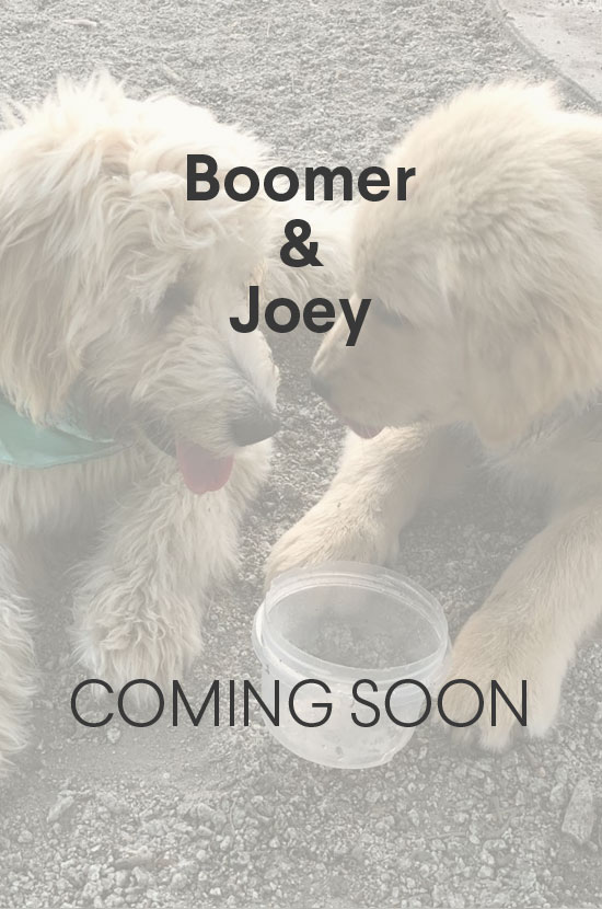 Boomer And Joey’s Charleston Adventure